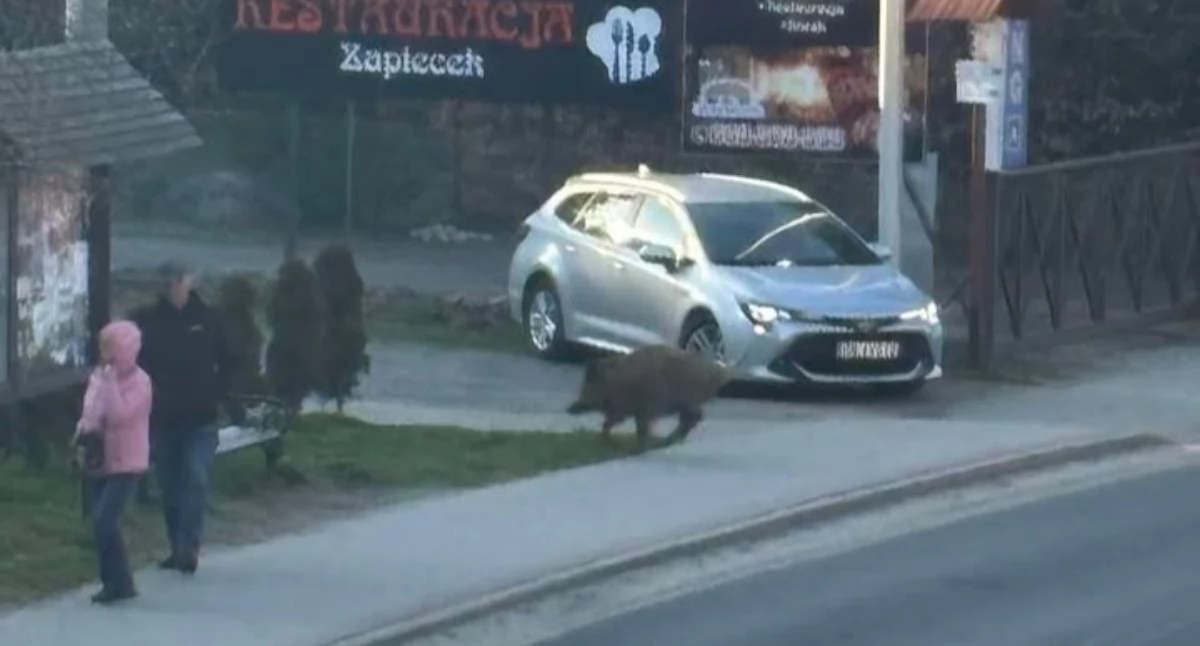 Dziki wchodzą do miasta. Groźny incydent w Świeradowie-Zdroju