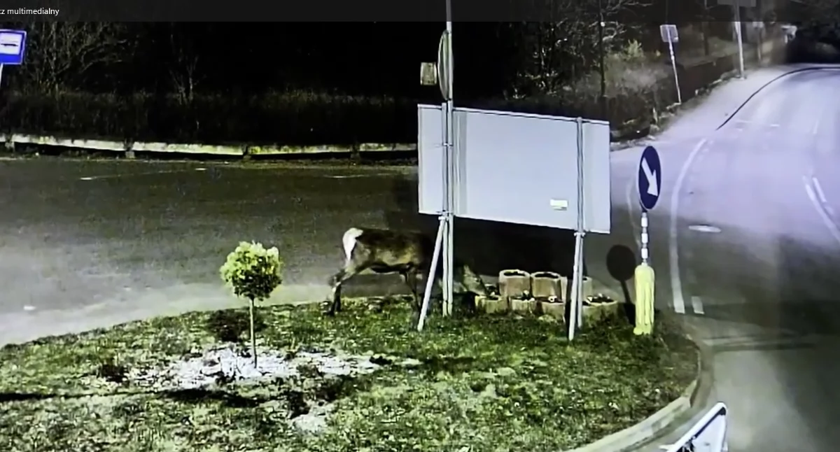 Nocna degustacja zieleni miejskiej w Piechowicach 
