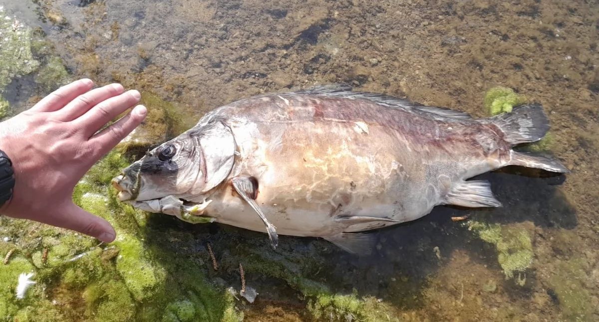 Śnięte ryby w Balatonie. Wędkarze czują niepokój