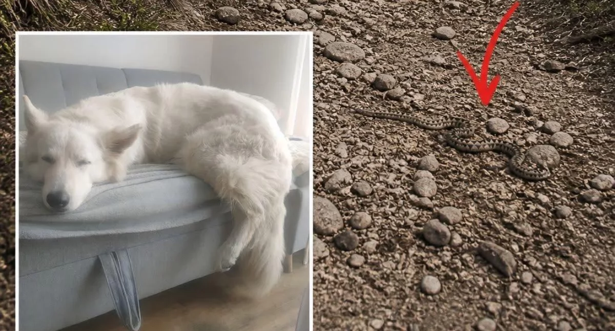 Empatia dyżurnej i wielkie serce przedstawicieli służb uratowały pieska