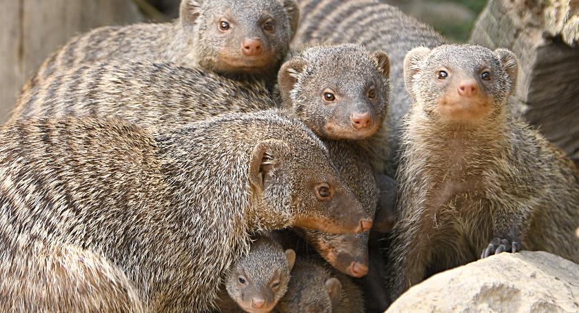 Mangusty na stołach i ławkach w Zoo Görlitz