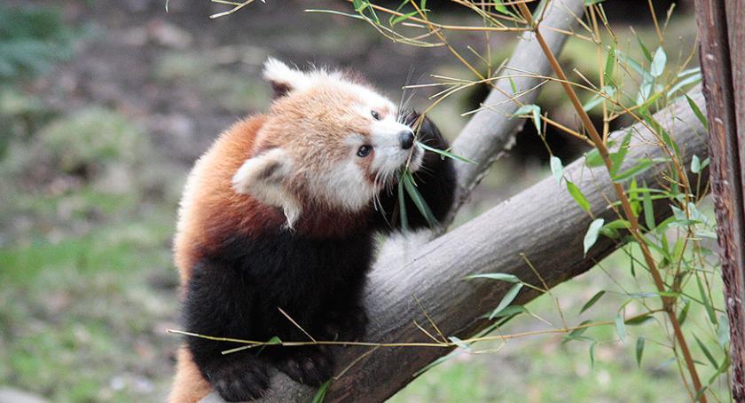 „Okaż serce” dla Zoo Görlitz