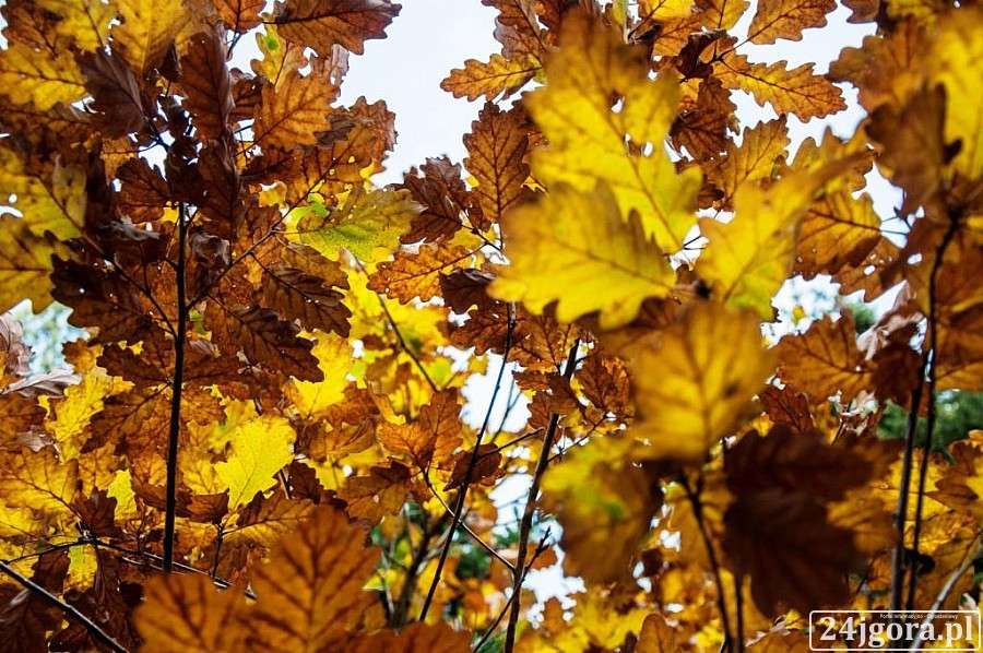 Ogród Botaniczny w barwach jesieni