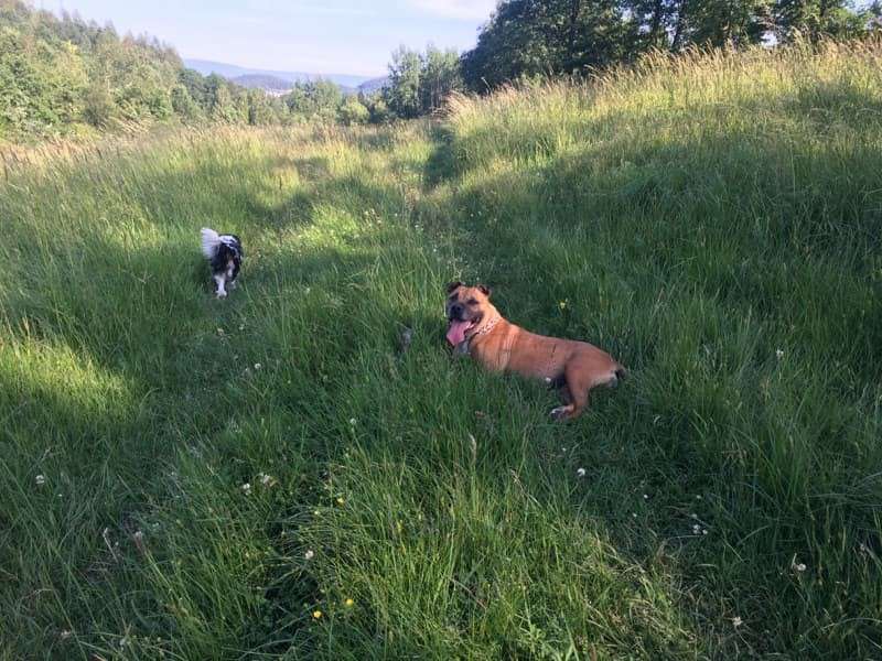 Amstaff wreszcie szczęśliwy
