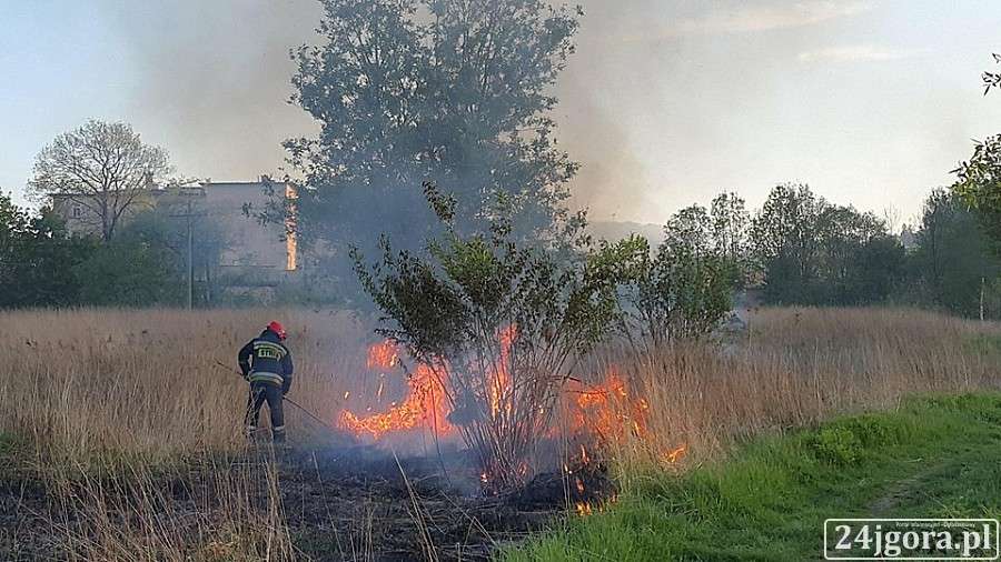 Pożar pustostanu i nieużytków w Jeleniej Górze