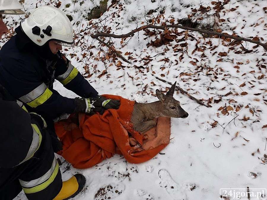Strażacy z Piechowic uratowali sarnę