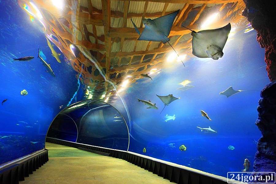 Wieczorne zwiedzanie Afrykarium na koniec ferii