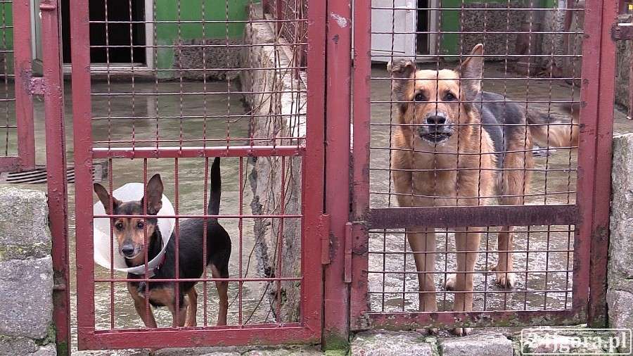 Duże zmiany w Schronisku dla Małych Zwierząt (VIDEO)