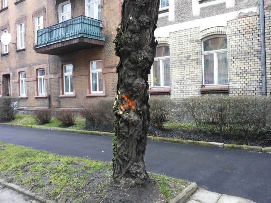 Będzie wycinka drzew przy ul. Drzymały