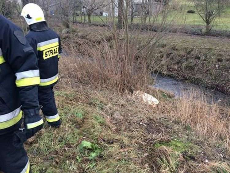 Na ratunek sarnie, która wpadła do rzeki