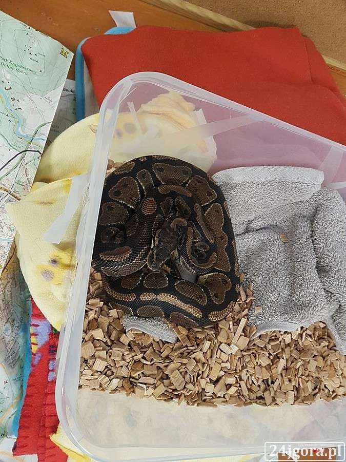 Ktoś wyrzucił z domu pytona królewskiego