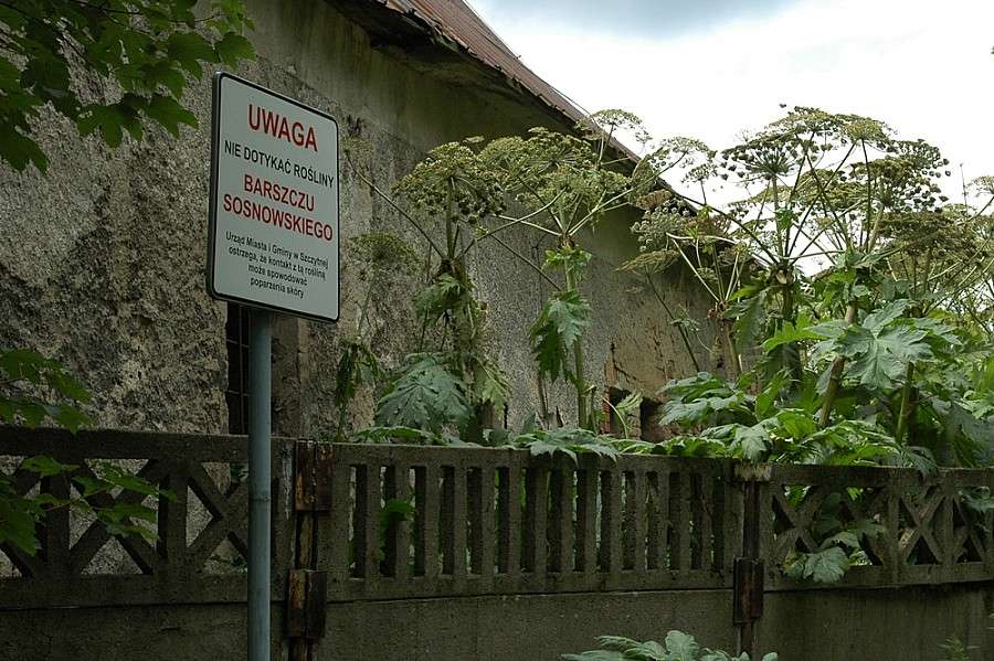 Barszcz Sosnowskiego - inwazja na Dolnym Śląsku