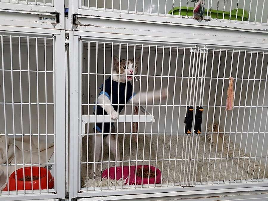 Manifestacja w obronie jeleniogórskich zwierząt!