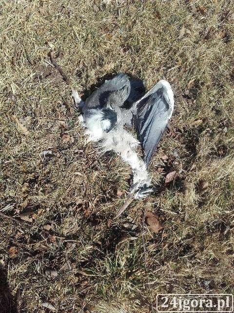Kolejny martwy ptak w Podgórzynie. Czy to ptasia grypa?