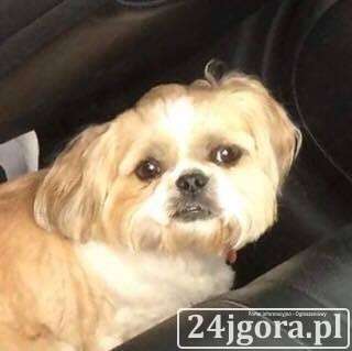 Zaginął pies