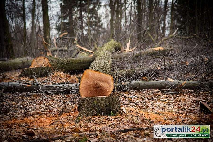 Mieszkańcy powstrzymali wycinkę drzew.