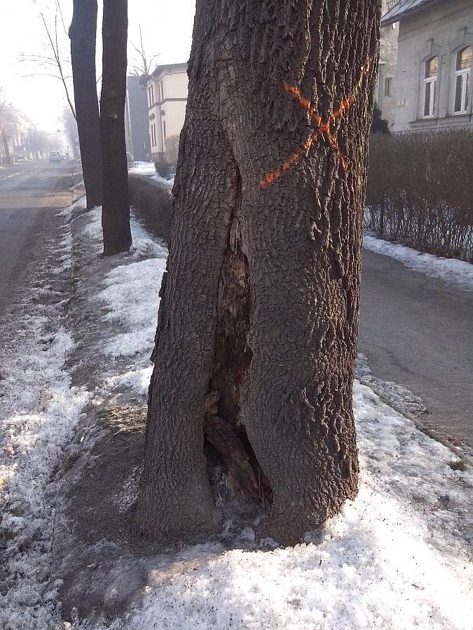 Z ulicy Wojska Polskiego usuniętych zostanie 7 drzew