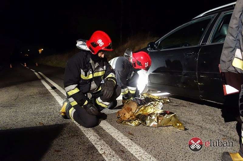 Potrącony pies utknął pod autem