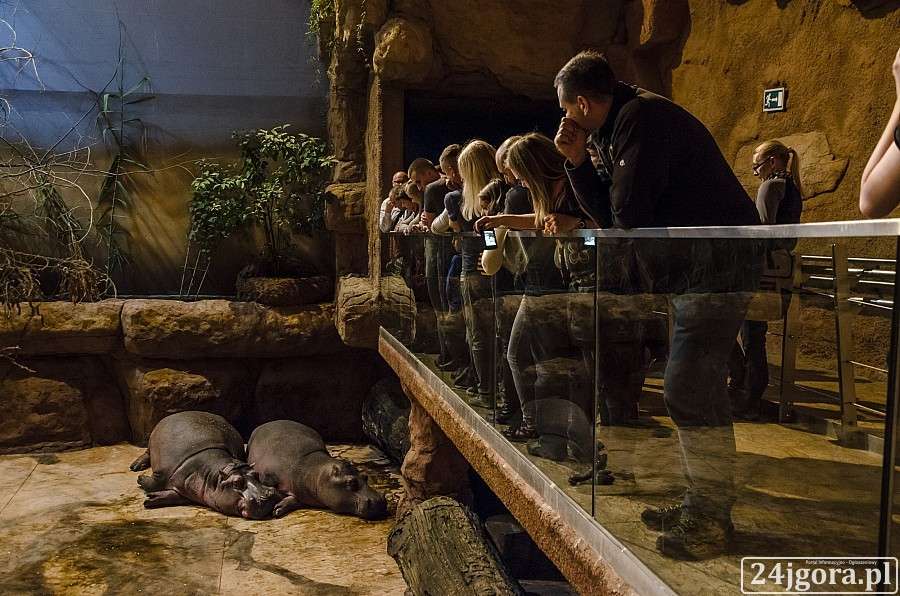 Takiego Afrykarium jeszcze nie widzieliście!
