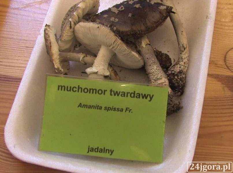 XXVIII Wystawa Świeżych Grzybów