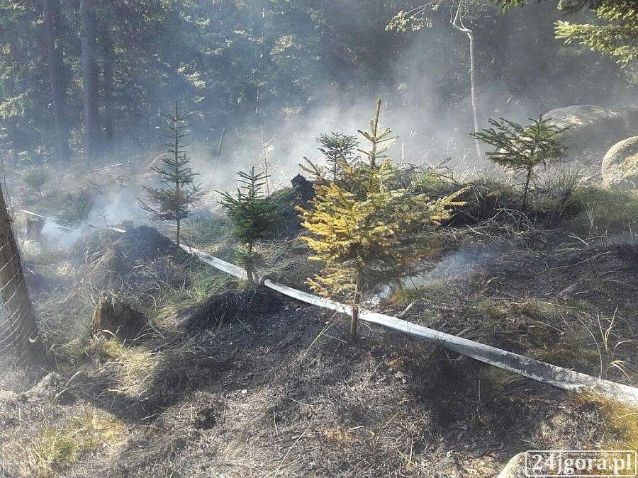 Pożar szkółki leśnej w Kowarach