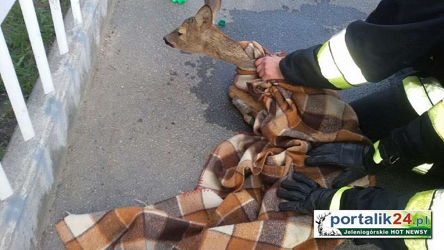 Rośnie ilość incydentów związanych z dzikimi zwierzętami