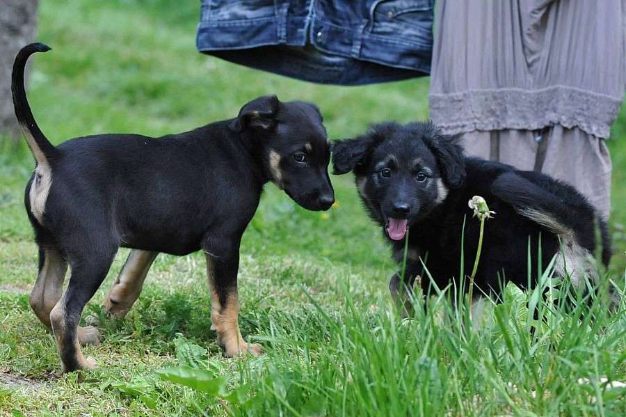 Dwa bąbelki gotowe do adopcji!