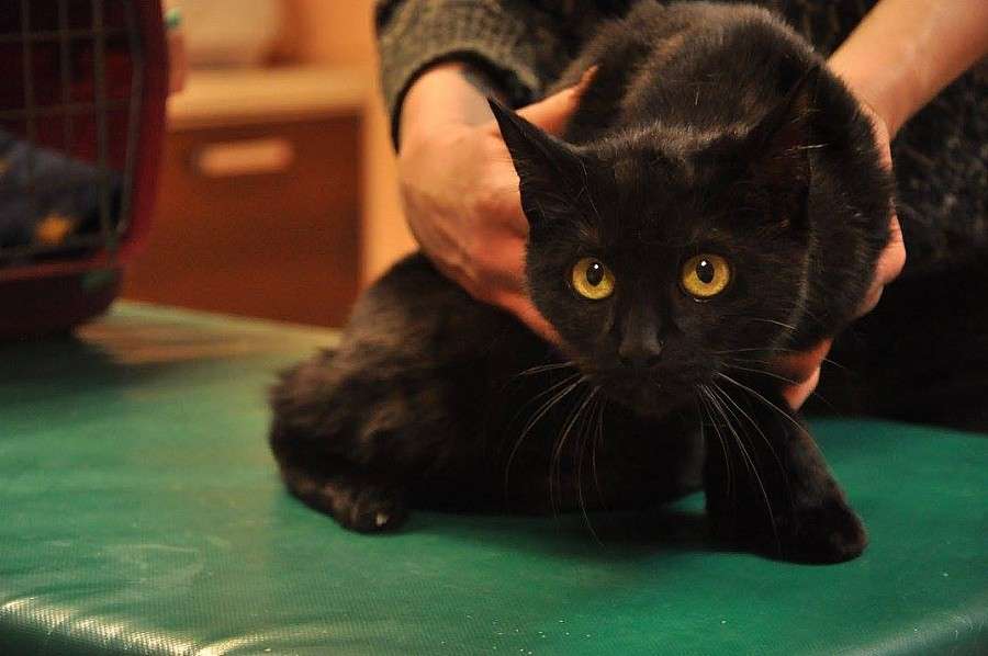 BARDZO PILNIE POTRZEBUJEMY DOMU TYMCZASOWY DLA KOTKI MAMBY !