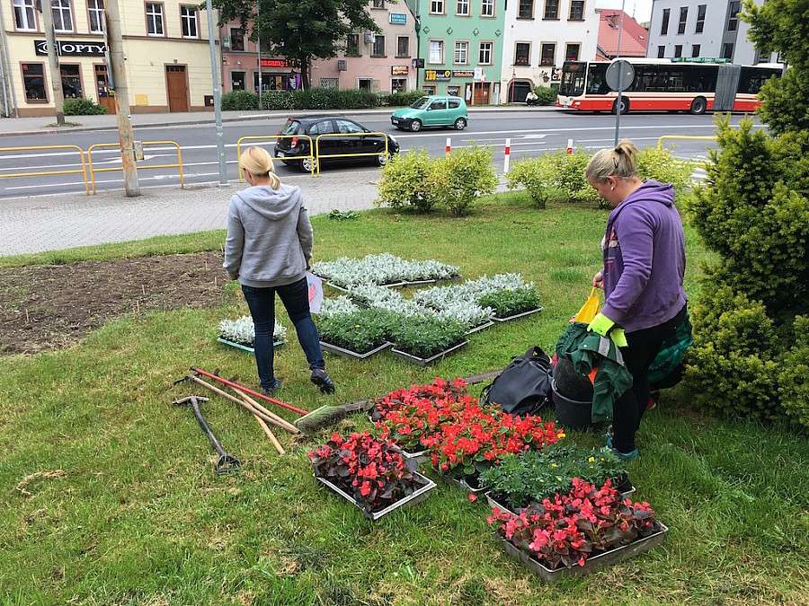 W Jeleniej Górze kwitnie ok. 15 tys. kwiatów