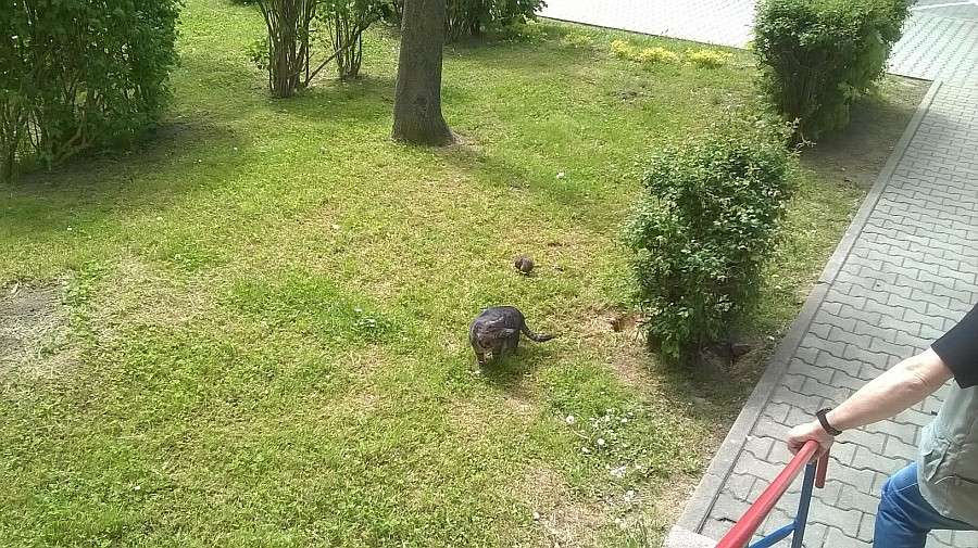 Szczury zadomowiły się na Zabobrzu