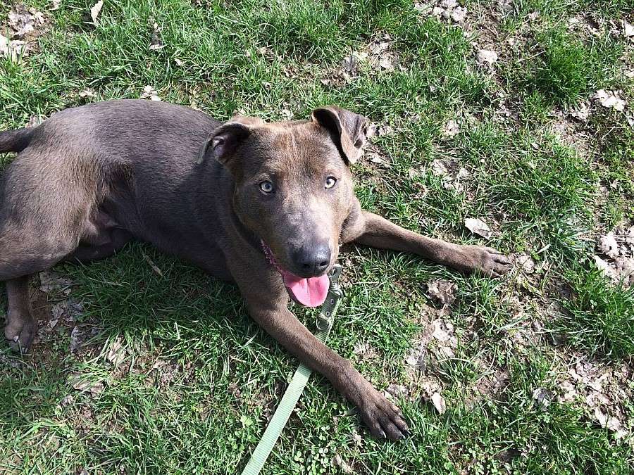 Fundacja Mondo Cane prosi o wsparcie 