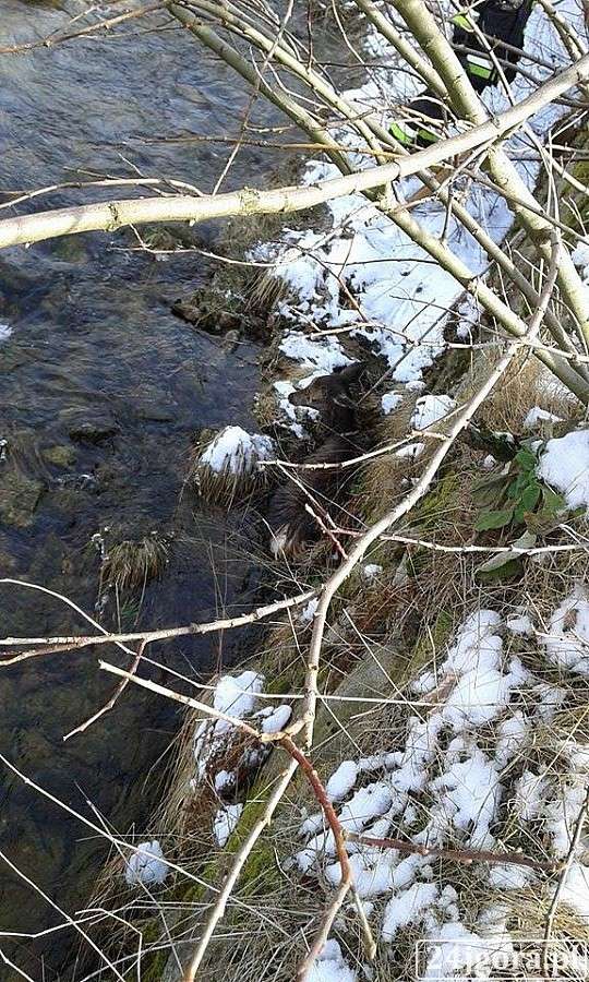 Sarna w rzece.