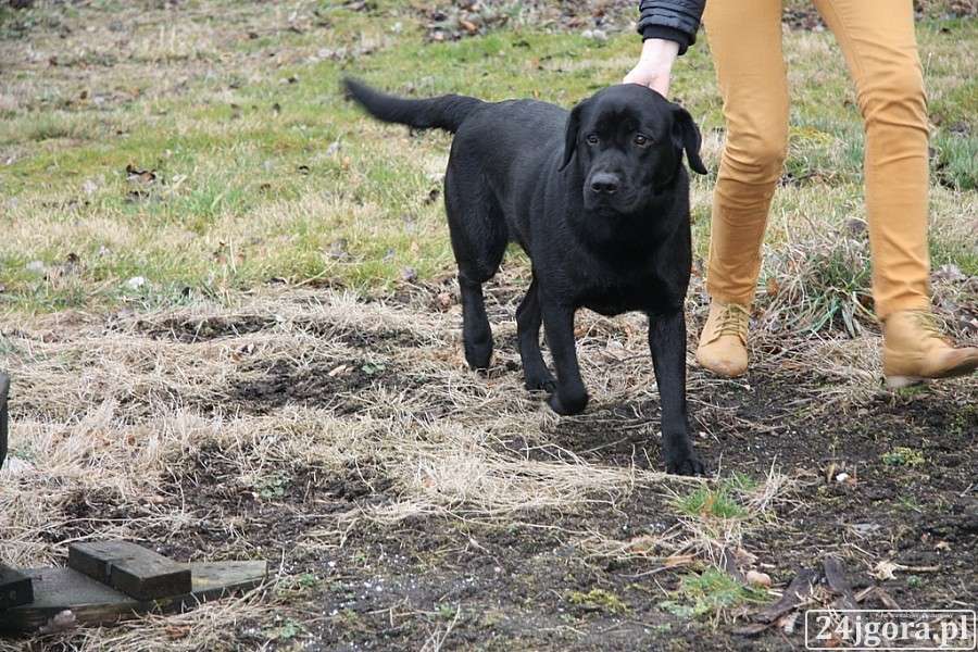 Znaleziono labradora 