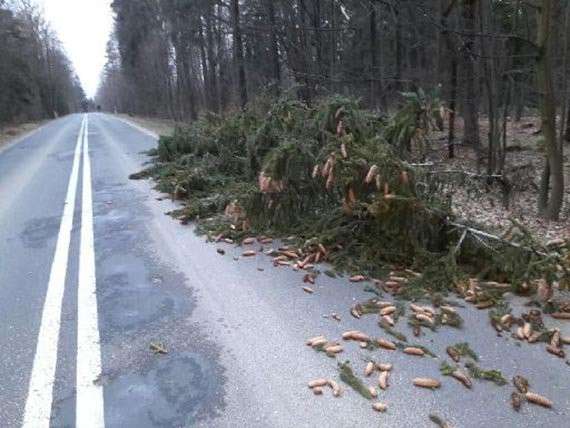 Drzewo spadło na samochód