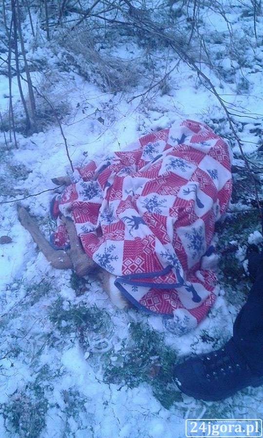 Pogryziona sarna postawiła służby na nogi! 