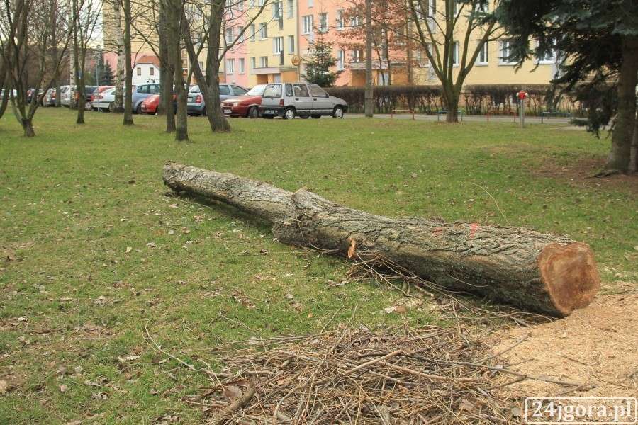 Będzie wycinka drzew