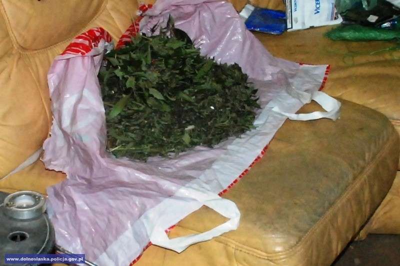 Marihuana w piwnicy