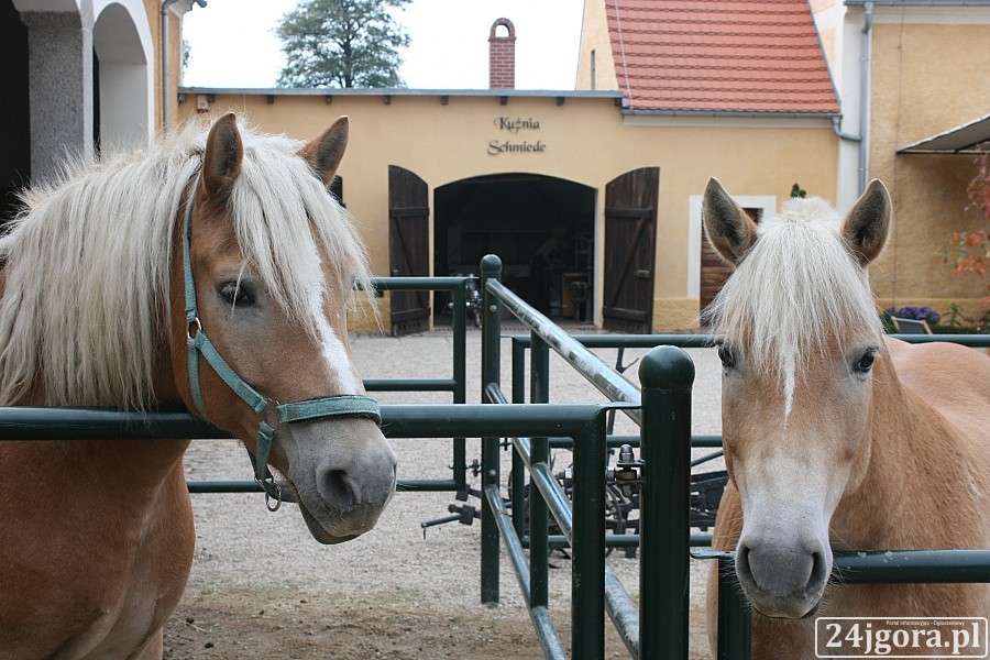 Warsztaty kreatywne dla dzieci i jazda konna w Pałacu Łomnica
