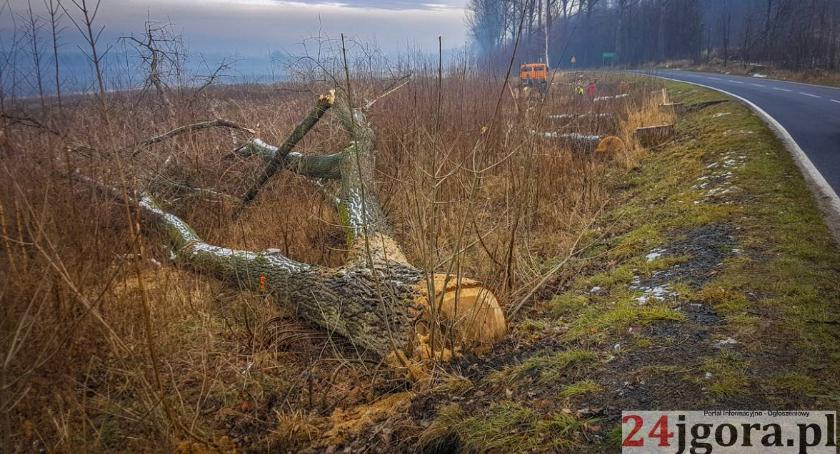 Dlaczego przy drogach wycinane są drzewa?