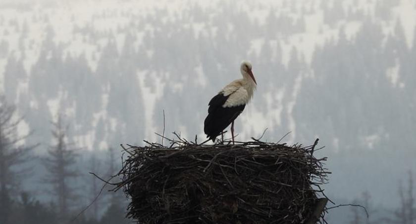 Do Podgórzyna wrócił bocian. Zobacz foto.