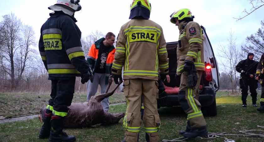Sarna utonęła w rzece