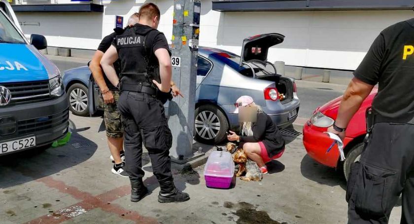 W słoneczny dzień zostawił psy zamknięte w samochodzie