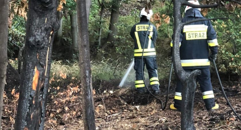 Pożar ściółki leśnej w Szklarskiej Porębie