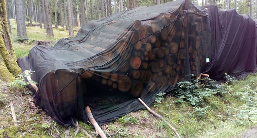 Drewno pod siatką - nietypowy widok przy leśnych szlakach