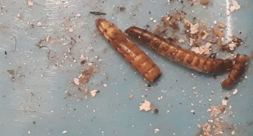 Mieszkanie pływało w fekaliach i robactwie