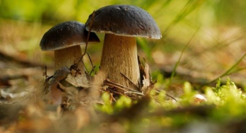 Trwa sezon grzybobrania. Sanepid ostrzega i radzi