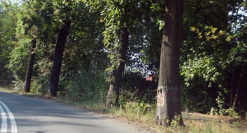 Wytną 155 drzew