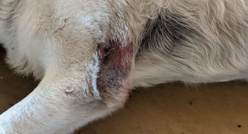 Kto znęcał się nad labradorem?	