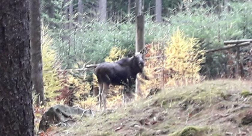 Przyrodnicza sensacja! Łoś w Karkonoszach