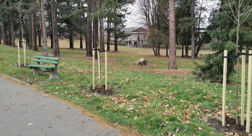 Nasadzenia nowych drzew i krzewów w mieście
